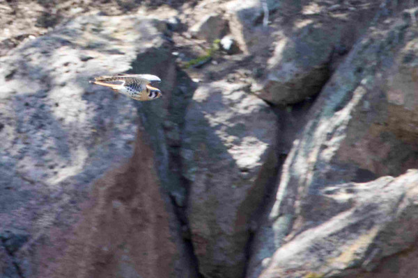 An American Kestrel caught in midflight against a backdrop of craggy volcanic bluffs. In a slight dive, the small falcon holds its narrow wings high and very curved, making a stylized glyph with the elegant lines of long wings and tail, boat-keel breast and hieroglyph head. 