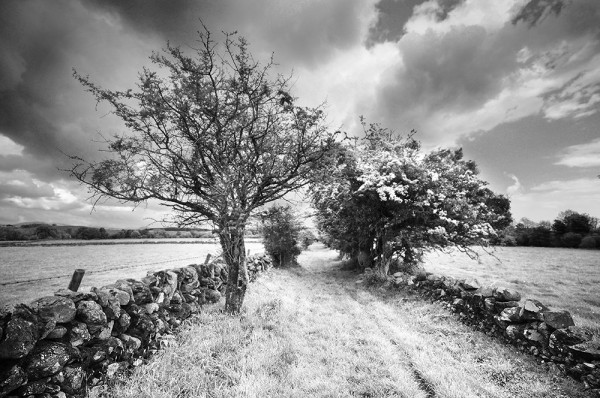 Black and white photo of hawthorn trees and old stone dykes lining a disused farm track.