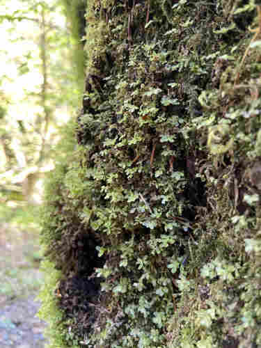 A tree trunk covered in toothed plagiomnium moss. At the base, it looks similar to other mosses I've seen, with tiny little spring leaf structures, but at the the tips, it has much bigger leaves, and looks almost like a non-moss creeping plant growing up the tree. 
