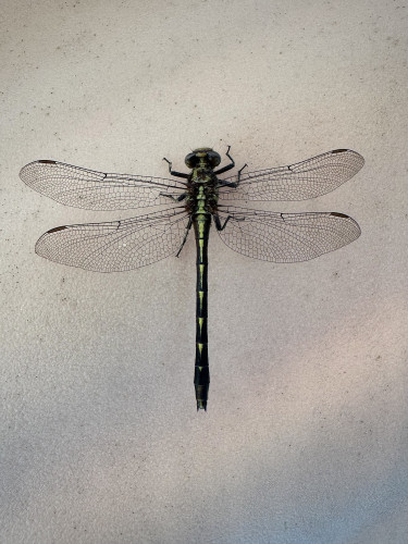 What I think is a black-shouldered spinyleg dragonfly perched motionless on the side of a playground slide. 