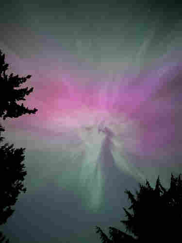 Aurora Borealis looking like some wild alien orchid or jellyfish in the sky, with vivid pink, purple and green hues radiating out from a central point. The dark silhouette of fir trees are on the left and lower right-hand sides. 