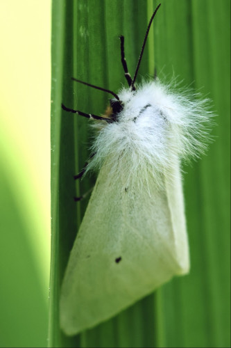 Closeup of a moth from the side. It has black legs, antennae and eyes, cream-coloured wings with 2 black spots on each, and a fluffy ruff standing out behind its head. It is clinging onto the underside of a long strap-like leaf