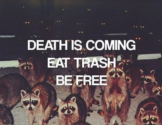 A picture of many raccoons in the night, their eyes glowing from the flash. Text in white capital letters over the image:
DEATH IS COMING
EAT TRASH
BE FREE