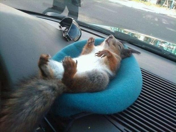Picture a grey squirrel laying on his back on a blue beret on the dashboard of a car.
