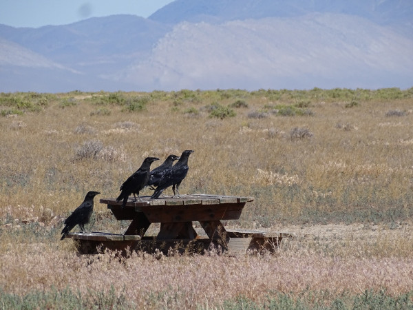 A wooden picnic table sits out in a cheat grass covered desert valley. Sage brush is scattered around in the distance while distant mountains rise up over the slight hill. Perched on the table are three shiny black ravens, one is also on the bench. All are facing towards the right.