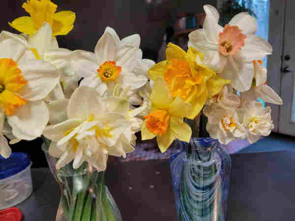 A mixture of daffodils, white, yellow, single and double, some split coronas, one pink one and a multistem double narcissis, in the blue striped vase.