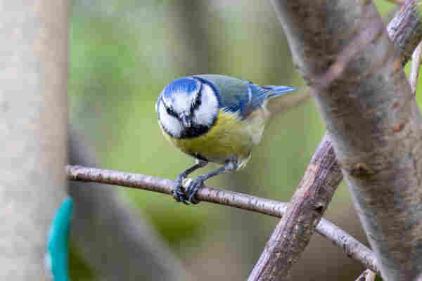 A Blue Tit on a branch holding some food in between its claws and looking almost directly at the camera, making it appear angry. 