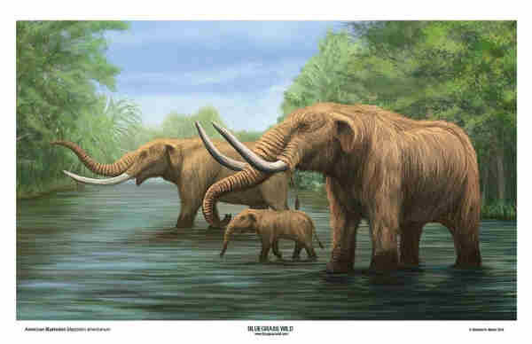 A painting of three mastodons, two adults and a baby, wading in a slow-moving river with lush foliage on both banks.