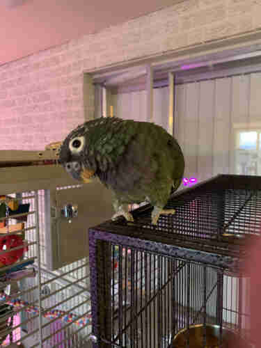 A green scaly head parrot sits on top of a cage, her head cocked to the side. 