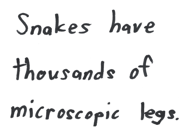 Snakes have thousands of microscopic legs.