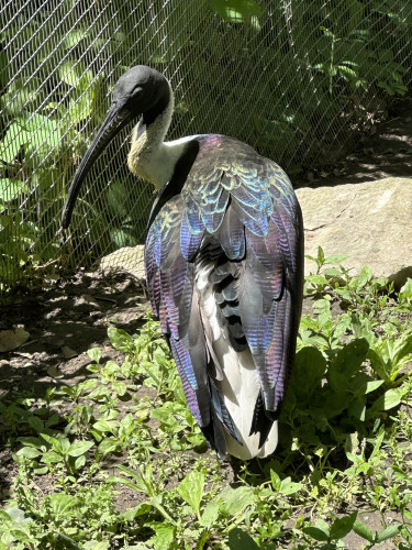Close-up photo of a straw-necked ibis and its beautiful neon rainbow of colors on its feathers. 