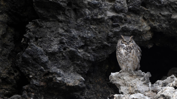 Great horned owl sits at the entrance to the cave that contains its nest, high on a cliffside in the Canadian Rockies.