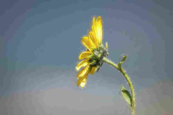  Seen from the side, the solitary sunflower bends, but does not break, swaying gracefully with the gusts. Its defiance against the wind is a captivating sight. I used digital brushes to give a feel of a painting showing movement of the wind on the sunflower.  Photo Art by Debra Martz   