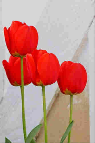 Four bright red tulips in full flower in front of a whitewashed timber-framed wall
