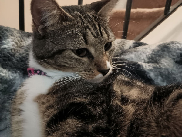 A young tabby cat with white markings on her face, neck and chest, is lying in her nest of soft, fuzzy, grey and white blankets on top of a cat tower by a stairway.  She has long white whiskers.  A purple and pink floral collar is around her neck.