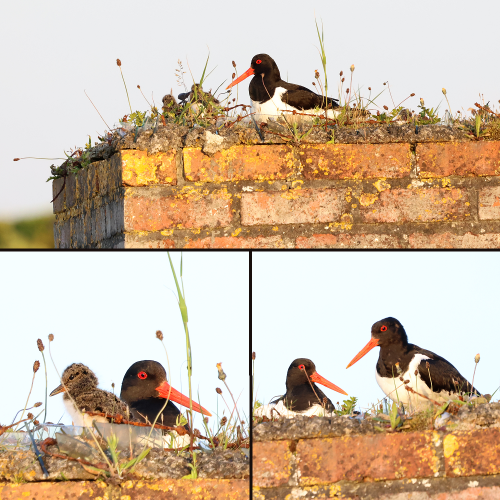 Three photos combined. Top - The female Oystercatcher at rest on her nesting platform, on top of a brick buttress. Grasses and other wild plants are growing in the crumbling cement, pieces of very rusty barbed wire can be seen, and three Oystercatcher chicks can be made out. Bottom left - The head of the female Oystercatcher (black, with a red eye and long orange beak) can be seen, and next to her is one of her chicks, who has a short, dark-coloured beak with hints of orange at the base, and a covering of fluff which is mottled above and white below. Bottom right - The male Oystercatcher standing next to the resting female. We can see a little more of him, including his black back and wing, and white underparts.