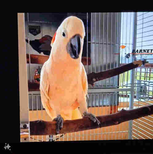 A photo of a television showing a moluccan cockatoo on a perch. 