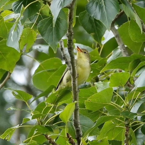 Icterine warbler (quite light yellow) up in a tree, singing
