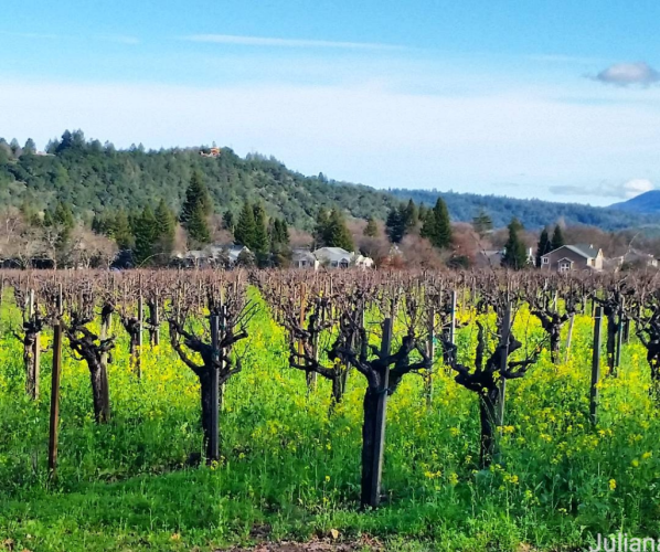Vineyard of old vines in spring with yellow mustard in bloom