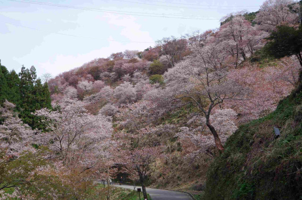 Yoshino in Nara is perhaps *the* most famous places to view cherry blossoms in Japan.