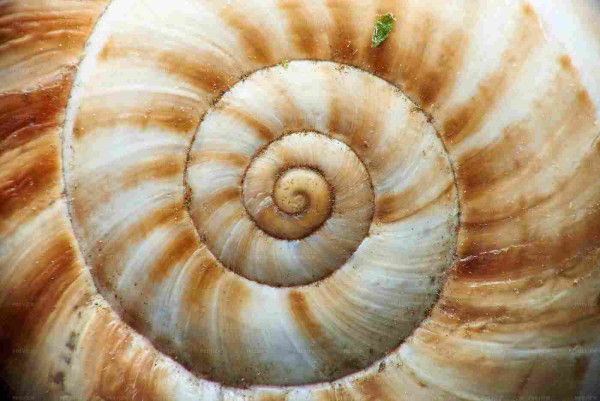 Snail shell spiral stolen from internet