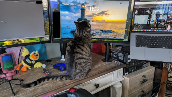 photo of Cara cat staring at one of Coleen's monitors with her back turned to the camera