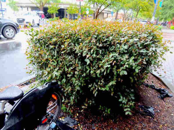 Right next to an inaccessible public cycle rack is a carob hedge that is kept trimmed to be about 3 feet tall and 3 or 4 feet wide. It has reddish tips right now because of all the new growth on it. It stands on a corner in downtown Davis, California, USA.