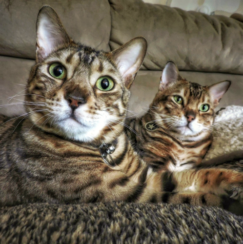 My two cheeky bengal cats Pi and Neko 10 years ago. They are both laying on the couch and Neko is in the forefront with a look on his face of what do you want? His brother Pi is in the foreground with a look of brotherly patience. These two beautiful boys are brothers with the same parents a year apart. Beautiful Pi has since crossed the rainbow bridge. This photo represents just how much our pets are family and remembered.