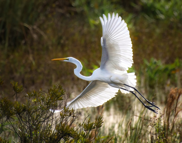 This image shows a large white bird, a great egret, flying gracefully above a marshy area. The bird's long wings are fully spread, creating a broad, elegant arc. Its body is sleek, with a long, slender neck stretched forward and a sharp, yellow beak pointing ahead. The bird's legs trail behind, straight and thin. The background is a mix of green vegetation and blurred earthy tones, giving a sense of natural surroundings. Sunlight shines through the bird's feathers, making them glow softly and highlighting its majestic presence.