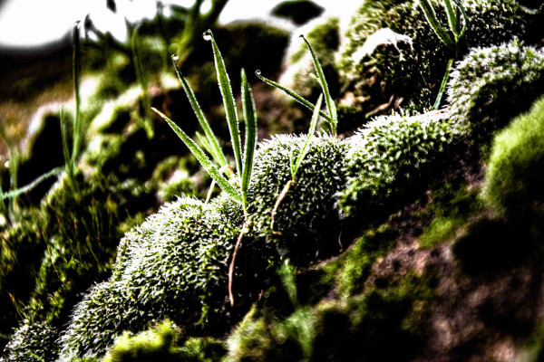 Bubbles of moss spreading over a wall and dew drops clinging to the blades of grass