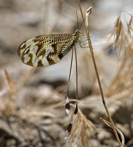 A beautiful Iberian Spoonwing insect. The background is blurred and the insect is holding onto a dead blade of grass. 