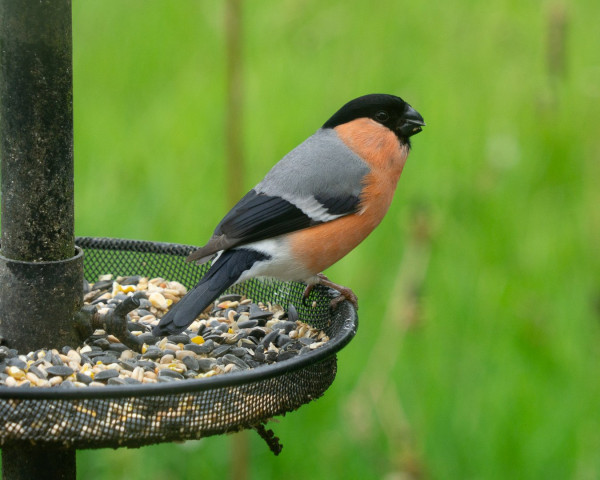 A male bullfinch, resplendent in his rich red-breasted breeding season glory, perched on the edge of a seed feeder tray with a sunflower seed in his bill.
