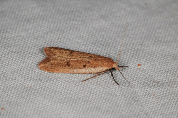 Elongate rust-coloured moth on a sheet. The wings are long triangles with a cream area along the front of the leading edge, black legs spread out to the sides, and a few blackish marks on the forewings making something a little like a happy face.