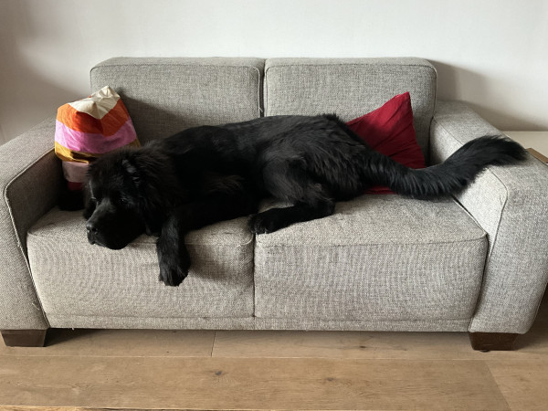 Photo of Odin, a six month old black Newfoundlander puppy, sprawled out across the entire couch and barely fitting 