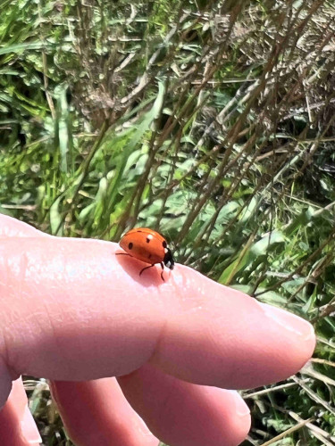 A red ladybug on a finger. 