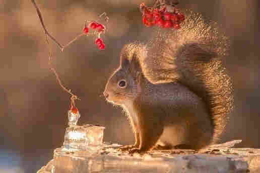 Picture a red squirrel standing on a block of ice facing to the left , under some small red berries