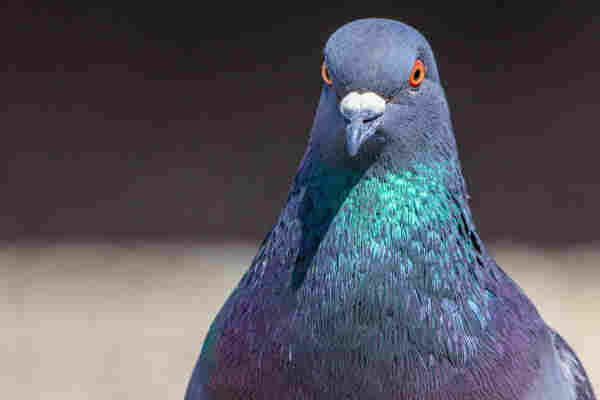 Close-up pigeon portrait. Orion walks toward the camera, slightly angled to the left of the frame. His neck shimmers in a metallic spectrum, mostly green to purple.