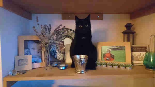 Black cat sitting on a shelf next to ornaments and photos