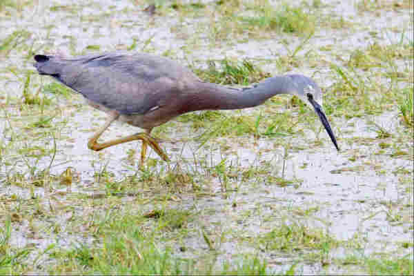 A large grey waterbird with white around its eye and dark beak stands on one yellow leg amongst flooded grass. Its other foot is held up, ready to step forward, but for the moment poised as the bird stares down into the water in front of it