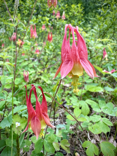 Red Columbine flowers in a thickly overgrown path