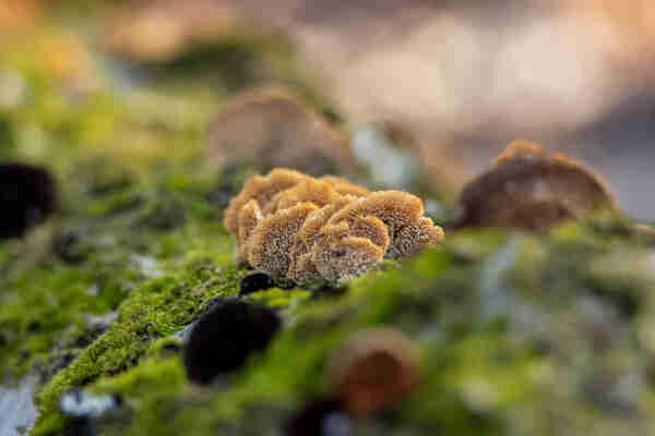 a cluster of pale yellow orange mushrooms viewed from below so the frilly gills are visible as it sprouts out of a bed of green moss. around it are many out of focus mushrooms