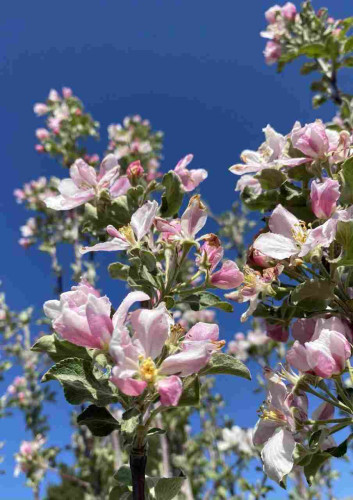 Light pink apple blossoms against blue blue very blue sky