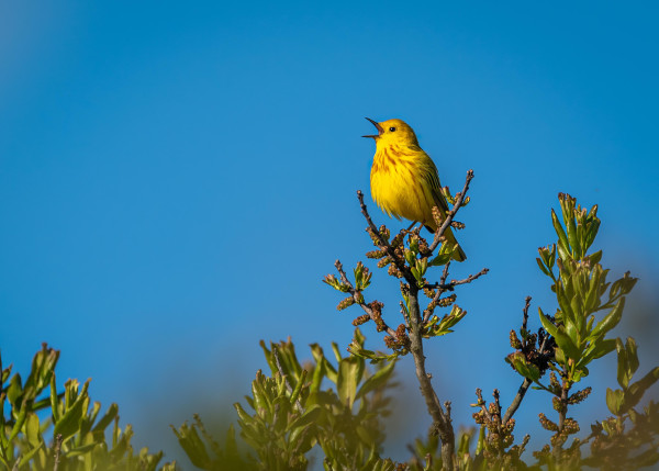 A photograph of a Yellow Warbler, beak open mid-call, perched on the tip of a tree branch against a blue sky.
