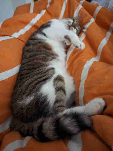 Tabby and white cat laying stretched out on an orange bedspread