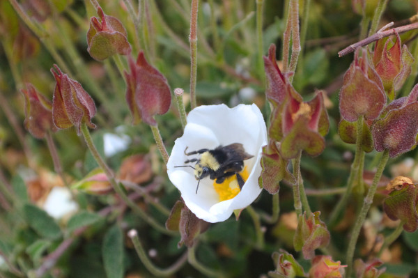 fuzzy bumblebee in a white flower with red and green stems surrounding it