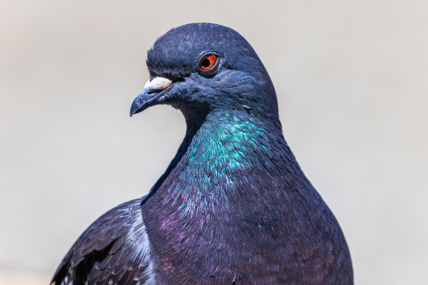 A close up portrait of Athena, shoulders up with her head turned away from the camera, toward the left of the frame. Her neck shines in the sunlight with metallic greens, purples, and pinks.