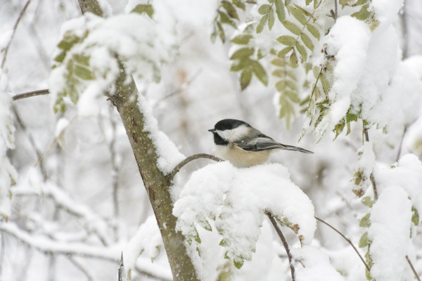 A black-capped chickadee perches on a snow-covered mountain ash twig. Green mountain ash leaves can be seen around it, covered in full or in part with snow, against a snowy background. 