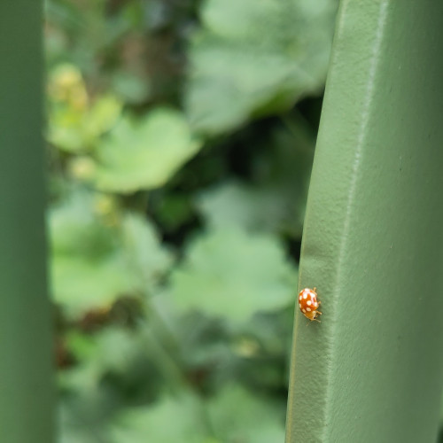 A white-dotted orange lady beetle. It's standing on a green piece of metal, with greenery in the background.
You can see its big black eyes.