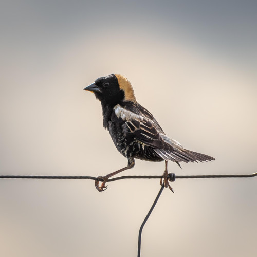 A photograph of a Bobolink, legs spread apart and grasping the top edge of square wire fencing, with a blurred neutral sky beyond.
