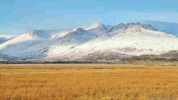 A photo of a range of mountains in bright sunshine. There are multiple tall peaks, almost completely covered in snow and ice, and a small amount of spindrift snow is visible at the tops of a couple of them. At ground level there is yellowish-brown vegetation and, scattered around, there are reindeer grazing. About twenty of them are visible. The sky is clear and the scene is lit from the left.